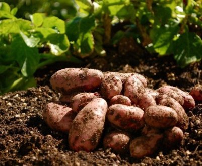 У цьому році в Київській області виросте вдвічі менше картоплі