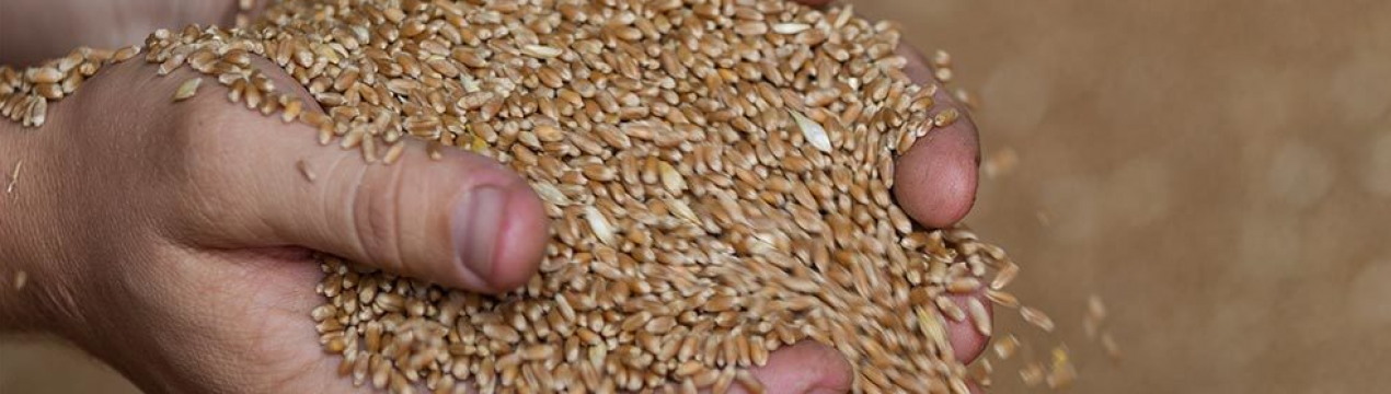 Укрзалізниця обмежила транспортування зерна через західні кордони