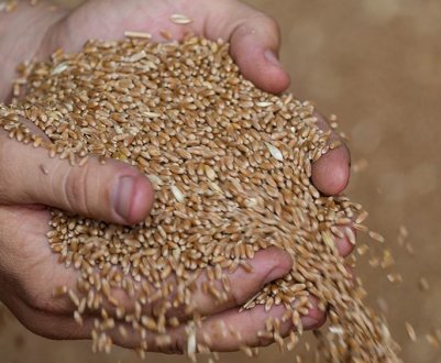 Укрзалізниця обмежила транспортування зерна через західні кордони