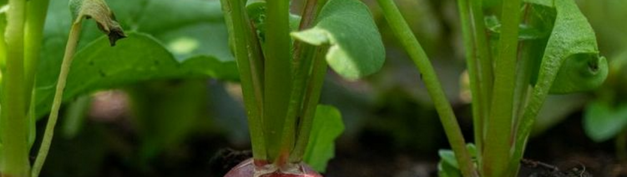 Херсонська редиска безкоштовно