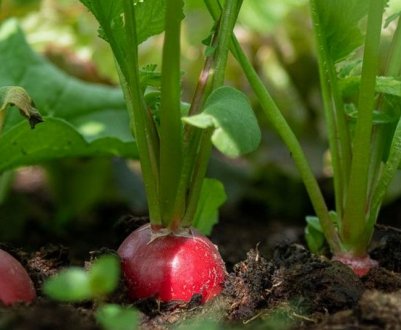 Херсонська редиска безкоштовно