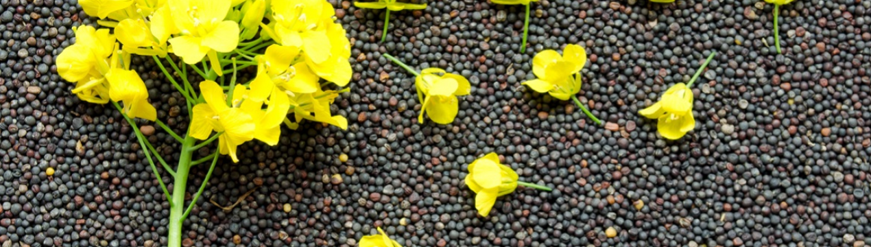 Український рапс як альтернатива російській нафті