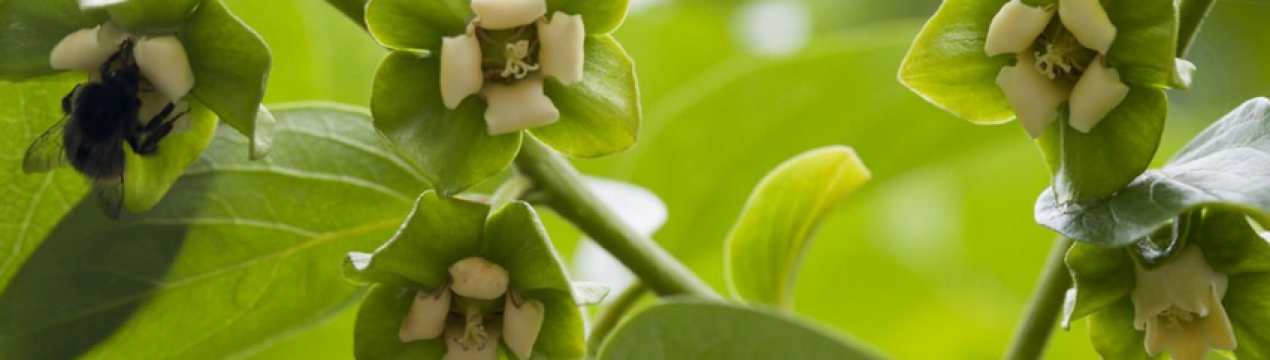 В Київській області вперше за 10 років розцвіла хурма