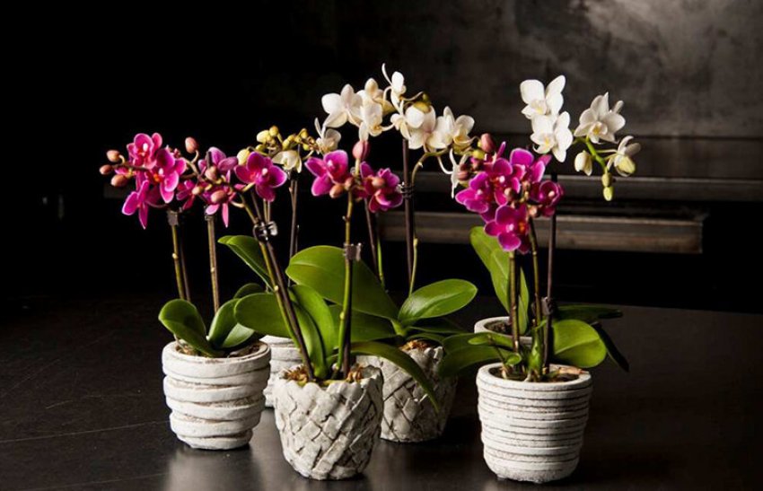 Цвітіння орхідей Цвітіння орхідей