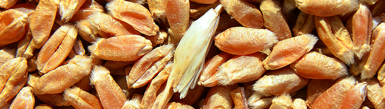 Залишилася в Україні зернова допоможе відродити вітчизняне тваринництво