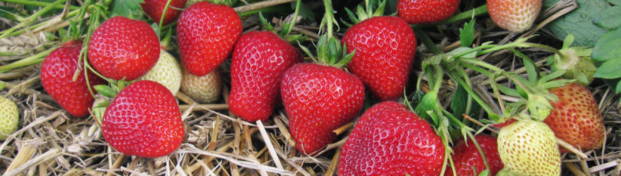 Українська полуниця не може конкурувати з імпортними ягодами