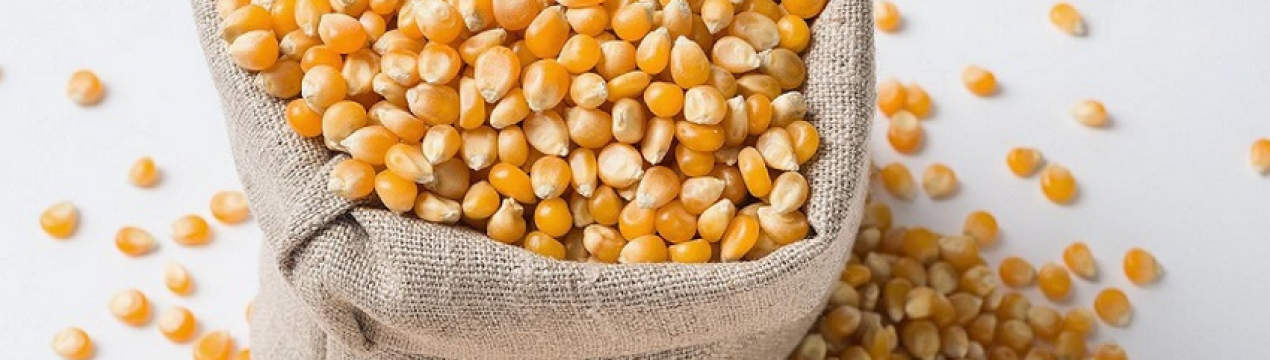 Стало відомо, скільки тепер коштує українська кукурудза