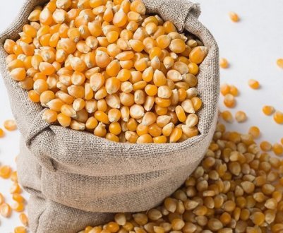 Стало відомо, скільки тепер коштує українська кукурудза