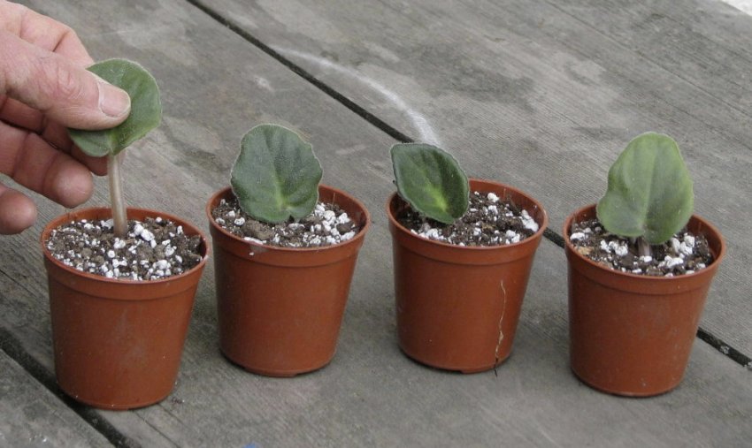 Ємність для фіалок