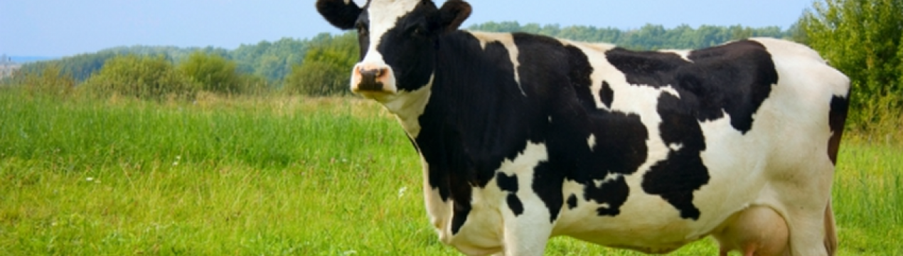 В зв'язку з війною зменшився попит на ветеринарні препарати