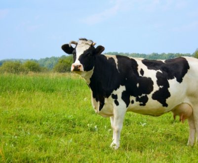 В зв'язку з війною зменшився попит на ветеринарні препарати