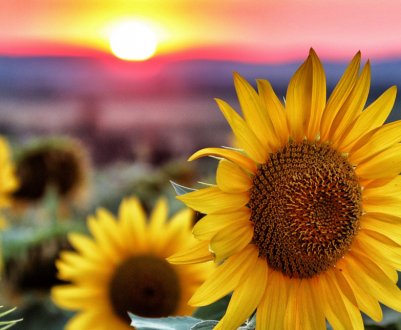 Аналітики передбачають значне зниження попиту на український соняшник