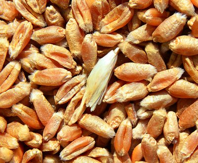 Росія торгує украденим в Україні зерном на світовому ринку