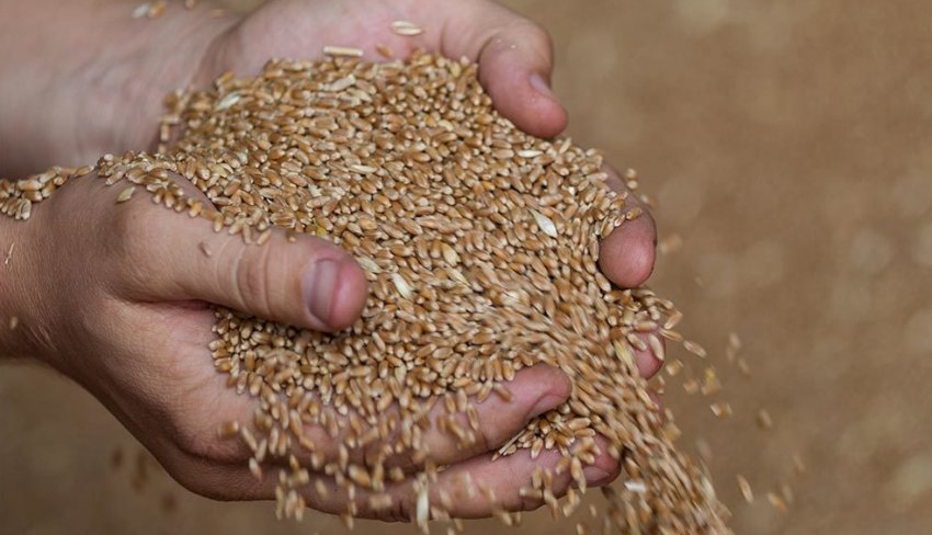 Зерно Зерно