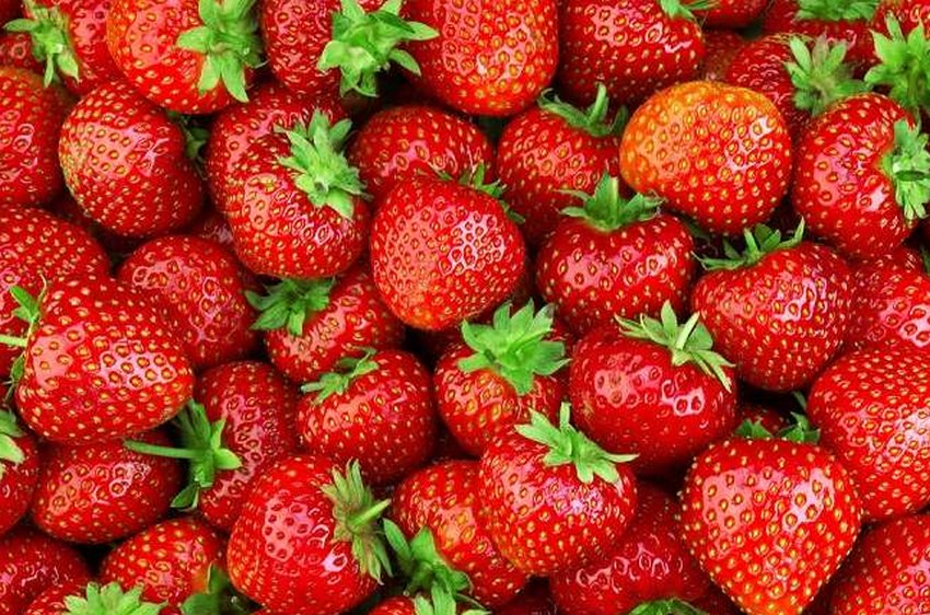 Земляника садовая Земляника садовая