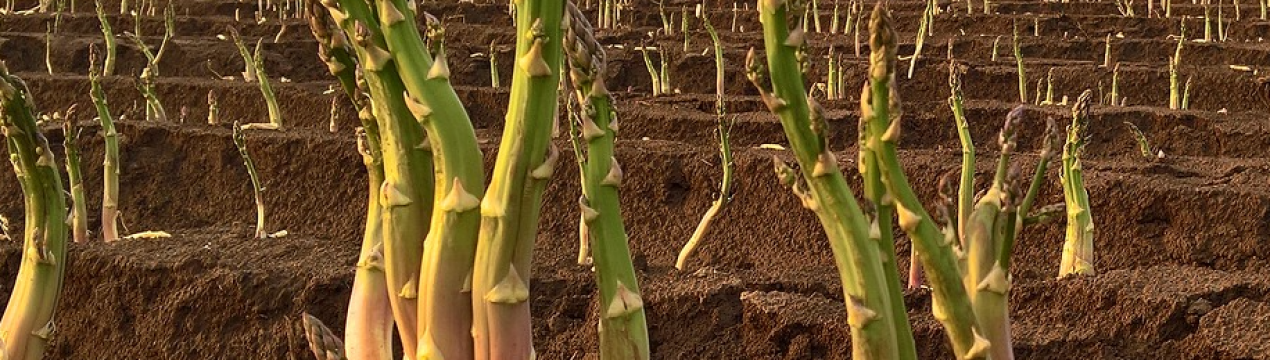 Через війну в Україні страждає польський шпаргал