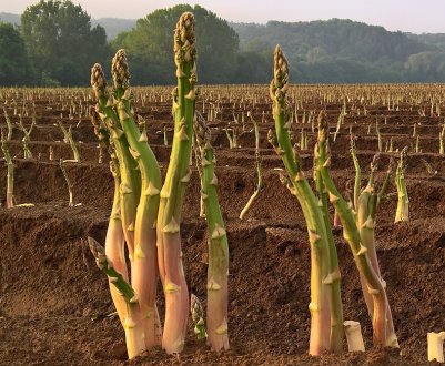 Через війну в Україні страждає польський шпаргал