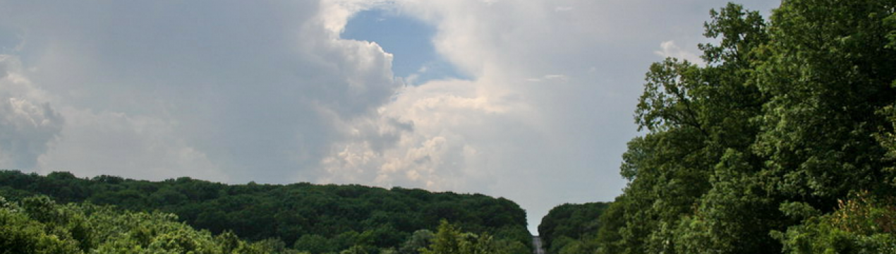 Збитки лісової галузі від дій окупантів сягають десятків млрд. гривень