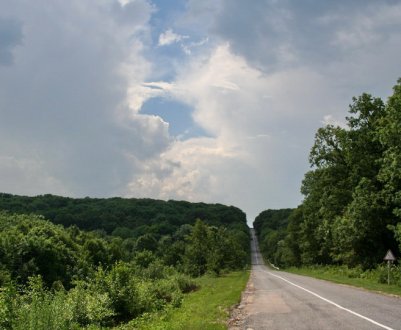 Збитки лісової галузі від дій окупантів сягають десятків млрд. гривень