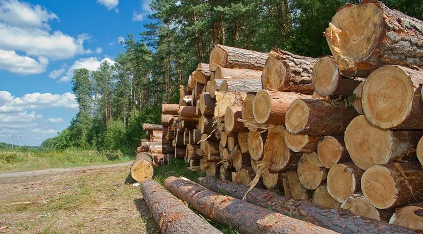 Лісна галузь Лісна галузь