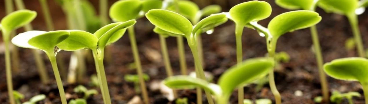 Російські військові знищили банк генетичних ресурсів українських рослин