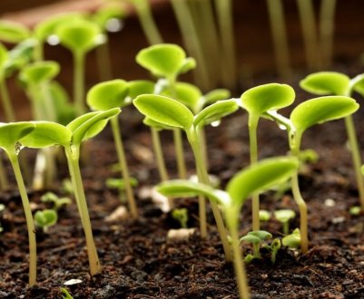 Російські військові знищили банк генетичних ресурсів українських рослин