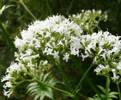 В Волинській області розвивають бізнес з вирощування валеріани
