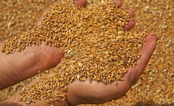 В сентябре ситуация с хранением украинского зерна будет катастрофической