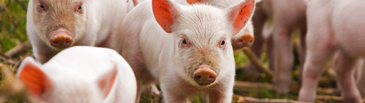 Через війну Україна втратила до 15% потужностей в галузі тваринництва