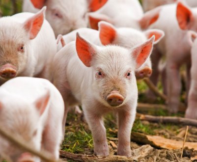 Через війну Україна втратила до 15% потужностей в галузі тваринництва