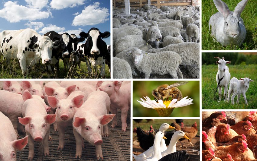 Тваринництво Тваринництво