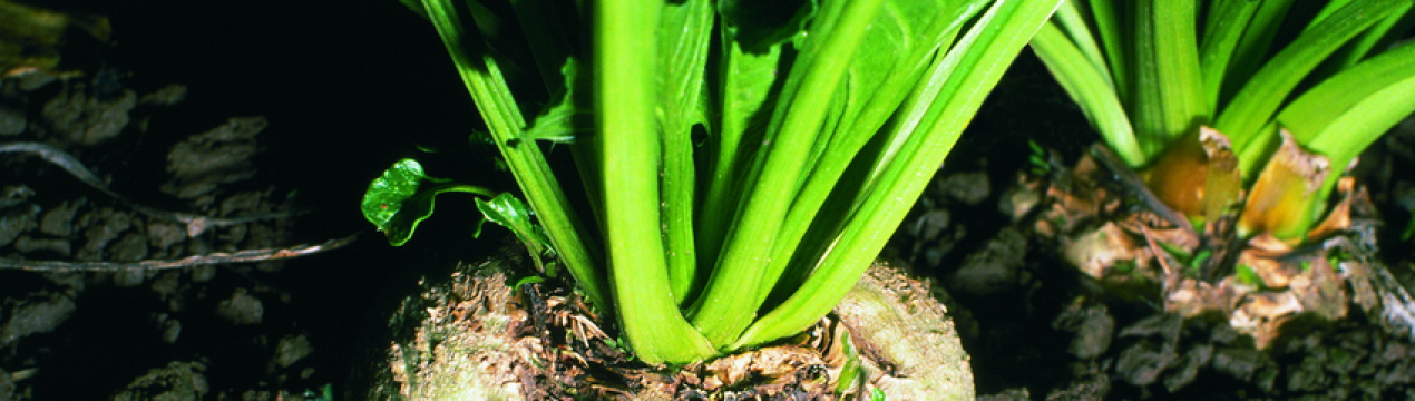 В одному з регіонів України повністю завершено посів цукрової свекли