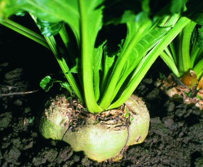 В одному з регіонів України повністю завершено посів цукрової свекли