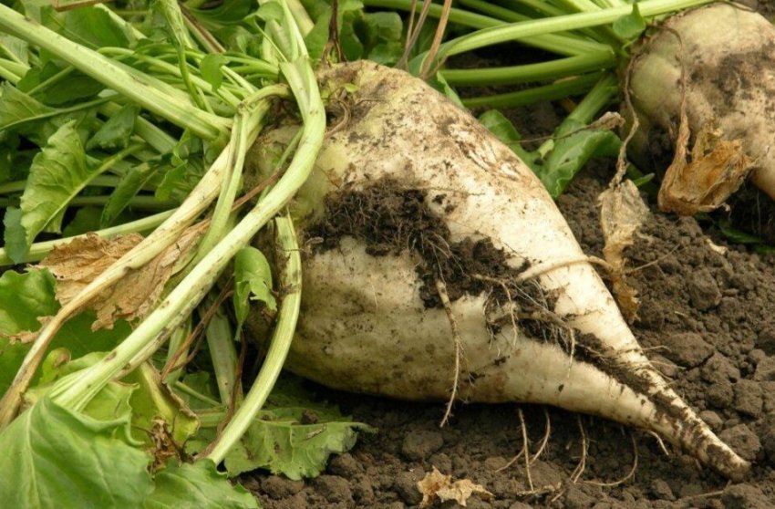 Цукрова буряк