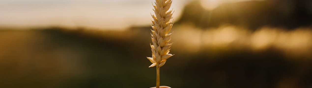 Глобальний продовольчий кризис загрожує затягнутися на роки