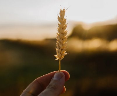 Глобальний продовольчий кризис загрожує затягнутися на роки