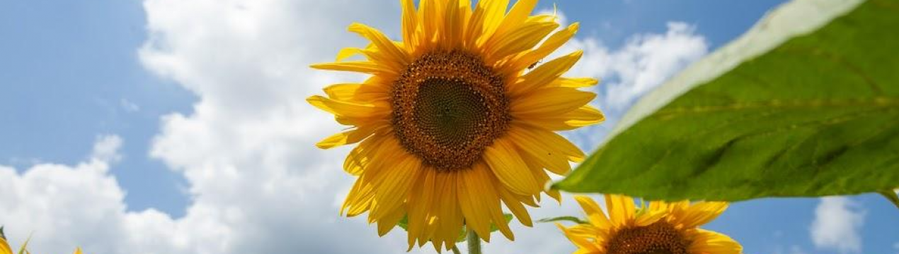 Достатньо українцям соняшника в умовах війни?