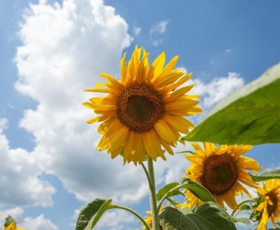 Достатньо українцям соняшника в умовах війни?