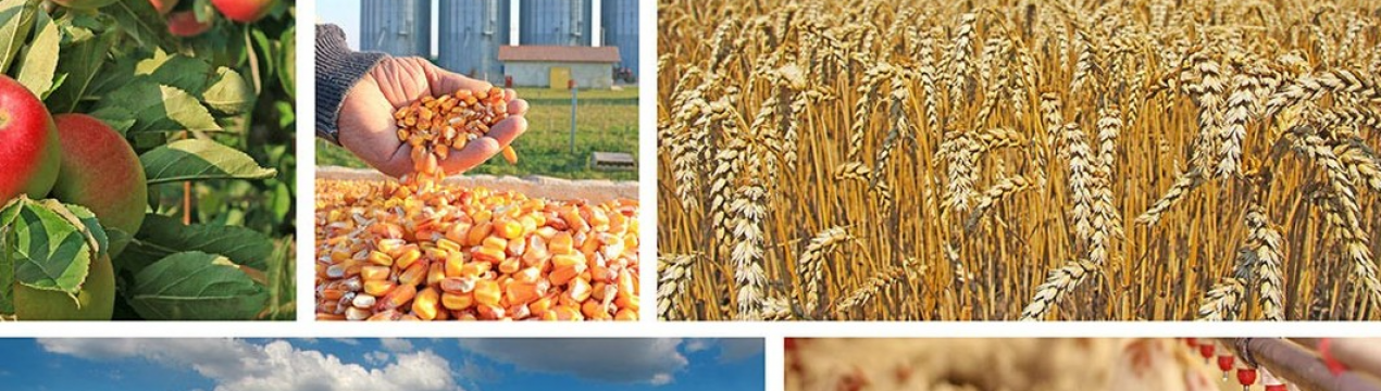 За час війни аграрний сектор країни скоротився в три рази