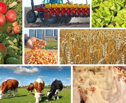 За час війни аграрний сектор країни скоротився в три рази