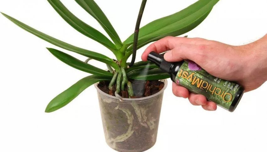 Підживлення орхідей Підживлення орхідей