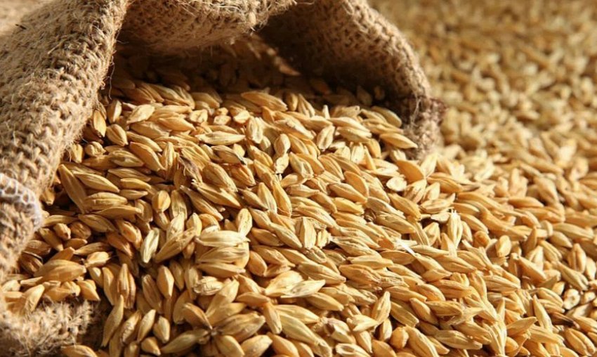 Зерно Зерно