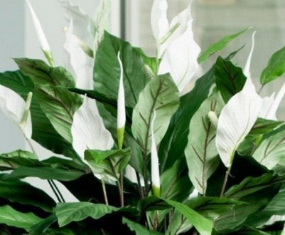 Спатіфіллум: опис видів, особливості догляду