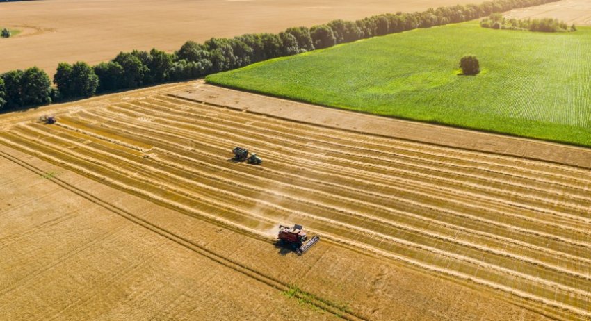 Збір урожаю в полі
