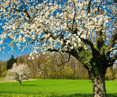 Місячний календар на квітень 2024