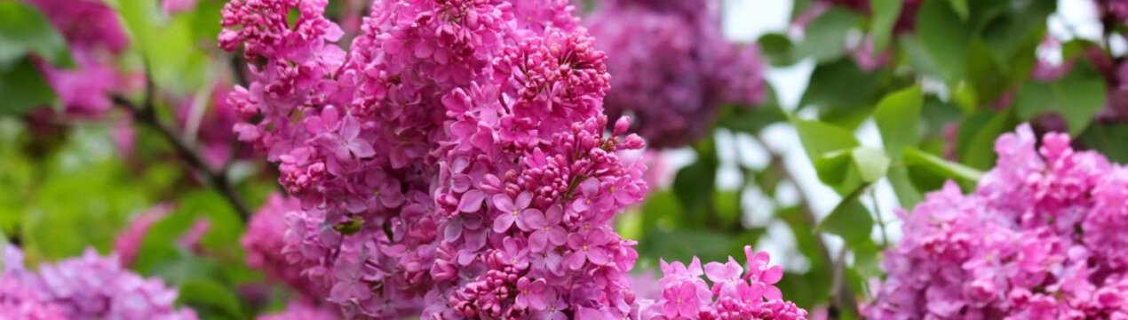 Місячний календар на травень 2024