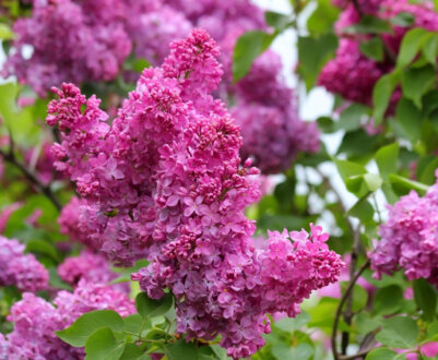 Місячний календар на травень 2024