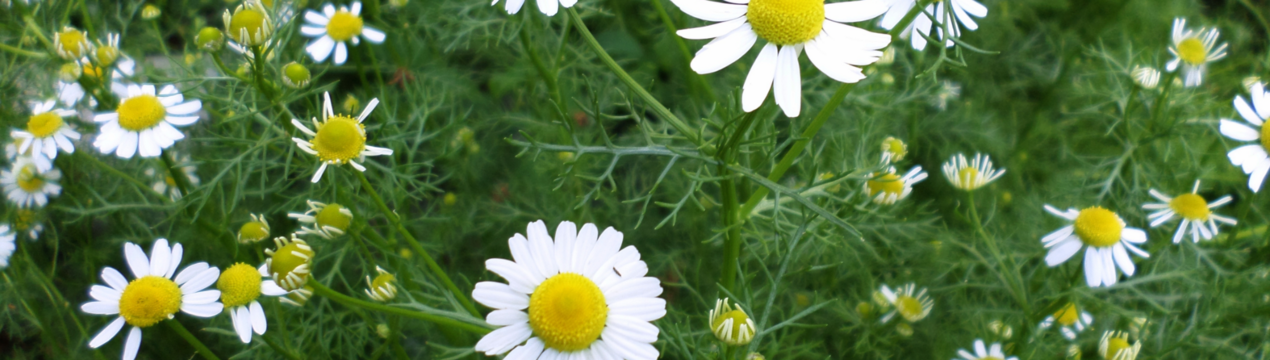 Місячний календар на червень 2024