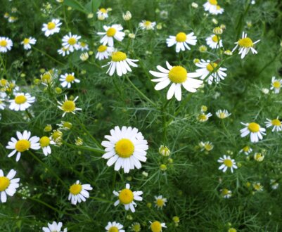 Місячний календар на червень 2024