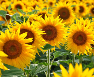 Місячний календар на липень 2024